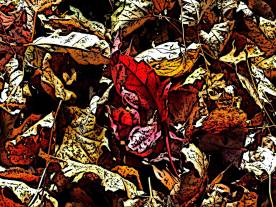 Fallen Leaves full of colors