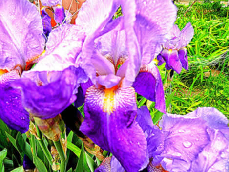 A lovely BLoom of Iris in Nebraska