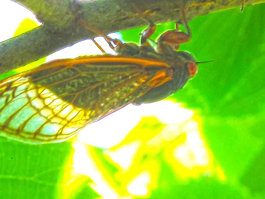  Cicada in Summertime at Camp inverted on a tree branch